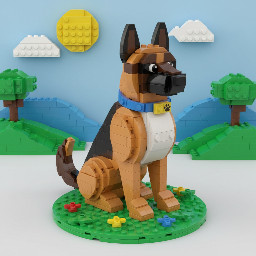 belgium shepard malinois sitting