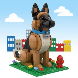 belgium shepard malinois sitting